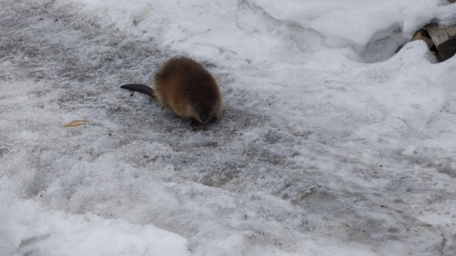 ������ � ����������� ����. ���������