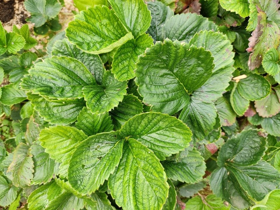 ������ ������: �������� ������ ������� ��������� ���������