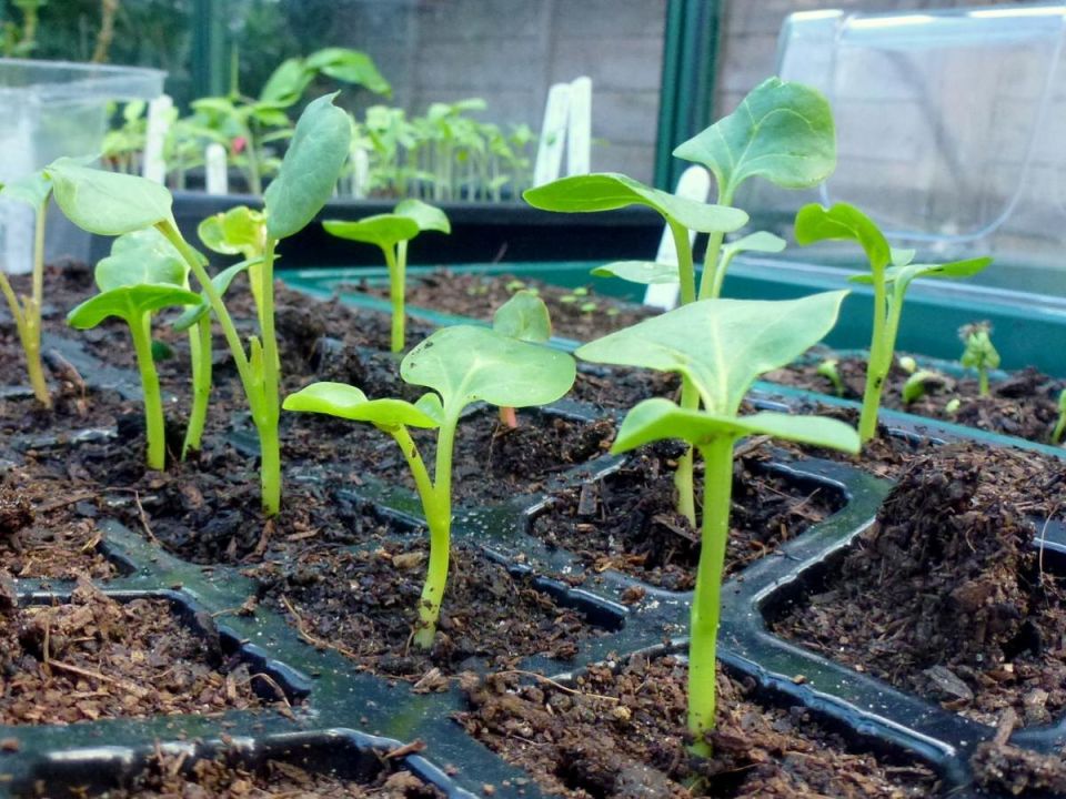 ���� �� �������� ���������: ������� ��������� �����