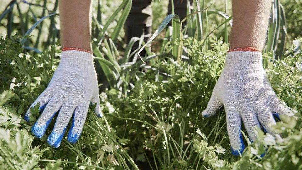 ��� ���������� ������� � ���������: ������� ������������� ��������������