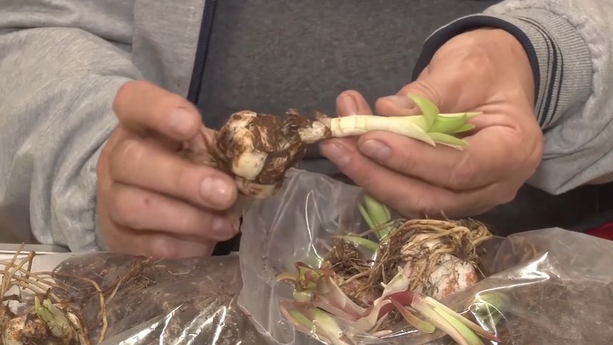 ��� ������ ����� ����� �������� ����� ��� ���������: ������� ������ � �����