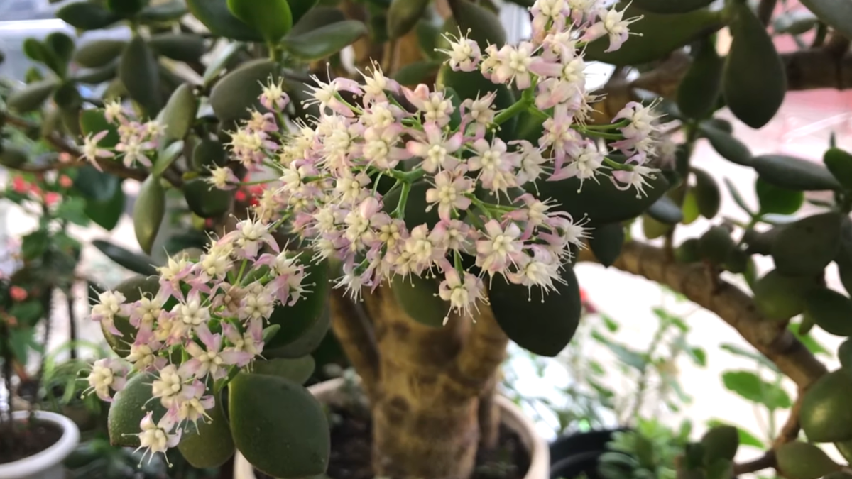 Как заставить денежное дерево расцвести: секреты ухода