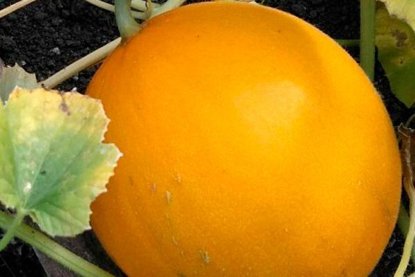 ������� �����: ��� ��������� ���� ���������� � ����� ����