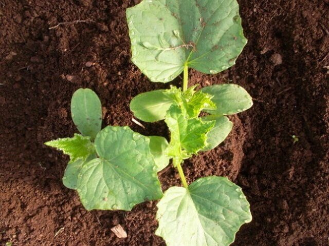 Как правильно подкормить огурцы в теплице для отличного урожая