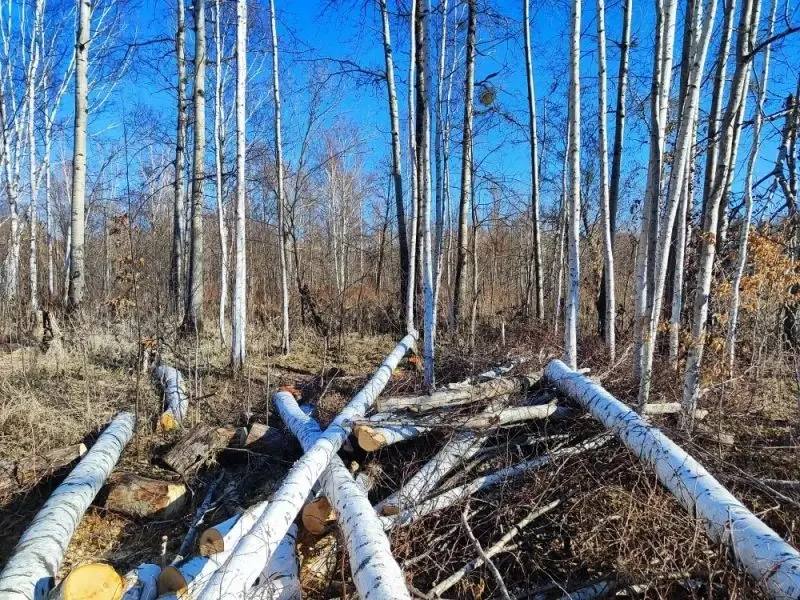 В районе имени Лазо полицейскими возбуждено уголовное дело о незаконной рубке лесных насаждений В районе имени Лазо полицейскими возбуждено уголовное дело о незаконной рубке лесных насаждений
