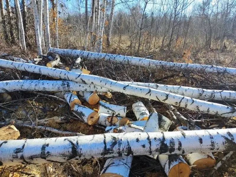 В районе имени Лазо полицейскими возбуждено уголовное дело о незаконной рубке лесных насаждений В районе имени Лазо полицейскими возбуждено уголовное дело о незаконной рубке лесных насаждений