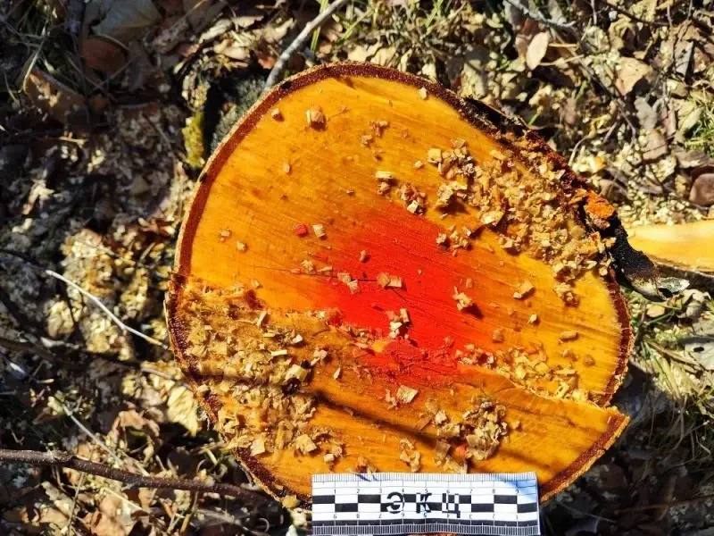 В районе имени Лазо полицейскими возбуждено уголовное дело о незаконной рубке лесных насаждений