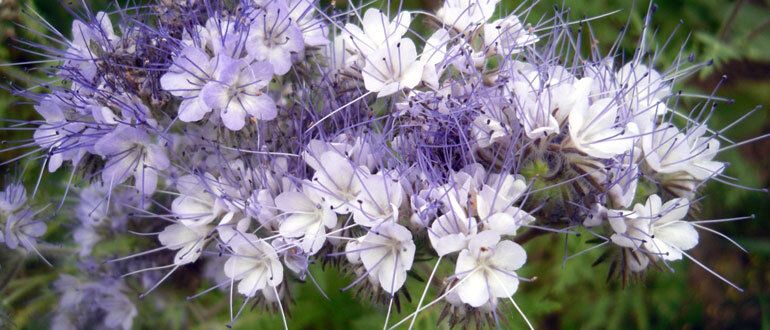 ����� ��������� ������ � ���������: �������� ���������