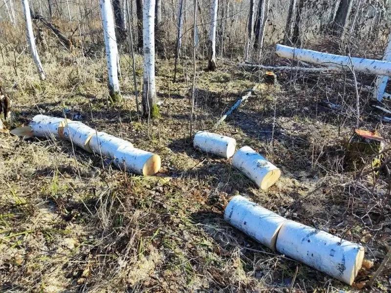 В районе имени Лазо полицейскими возбуждено уголовное дело о незаконной рубке лесных насаждений В районе имени Лазо полицейскими возбуждено уголовное дело о незаконной рубке лесных насаждений