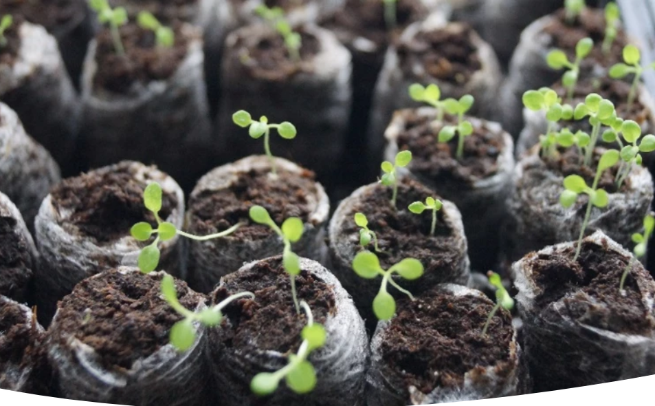 Садовые открытия апреля: какие растения сажать в этом месяце