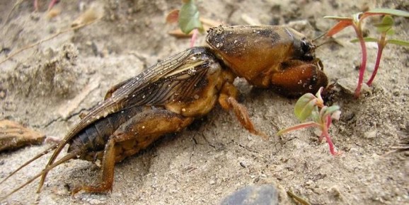 ��� �������� ��������: ����������� ������ ��� ������ �������