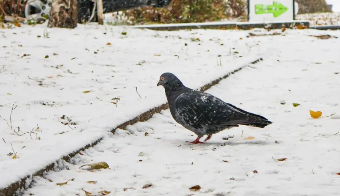 Фотоохоту на птиц проведут в Верхнебуреинском районе