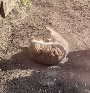 Манул Тимофей из Московского зоопарка показал всем, как нужно отдыхать