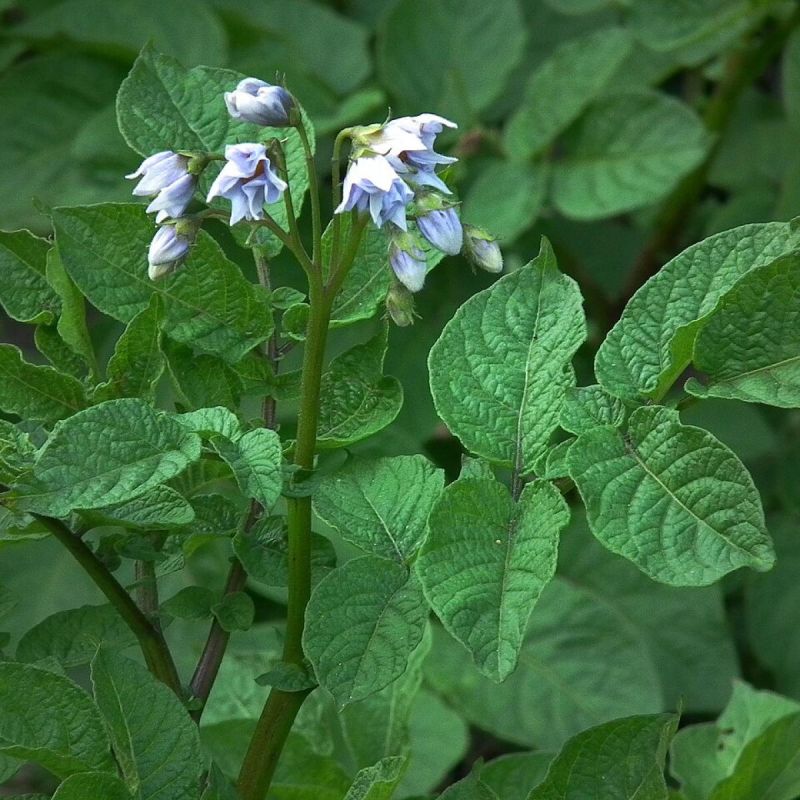 ������������� ����� ����������� ��������� ��� �������: �������� � ����������