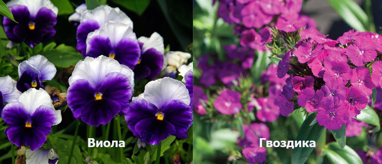 Январь на даче: что сажать в новом сезоне?