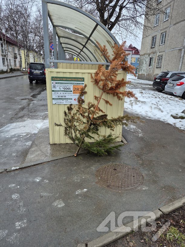 Жители Хабаровска ещё не сдались а вы? — в одном из дворов Рабочего городка новогоднюю ёлку ещё не убрали Жители Хабаровска ещё не сдались а вы? — в одном из дворов Рабочего городка новогоднюю ёлку ещё не убрали