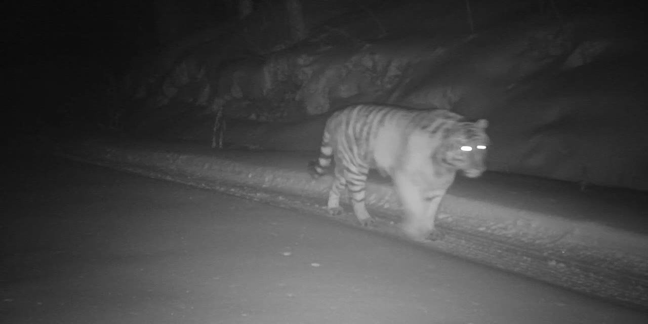 По-прежнему с детенышами: тигрицу Желтобокую засняли фотоловушки в Хабаровском крае