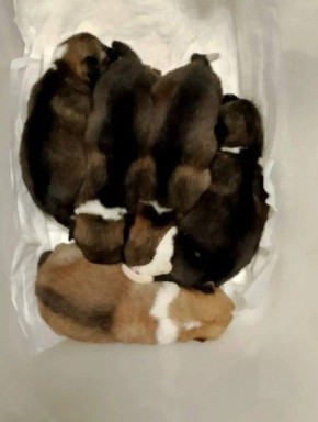 В Комсомольске-на-Амуре сотрудник Госавтоинспекции подарил беспомощным щенкам шанс на жизнь