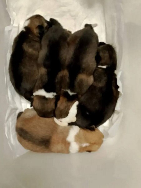 В Комсомольске-на-Амуре сотрудник Госавтоинспекции подарил беспомощным щенкам шанс на жизнь