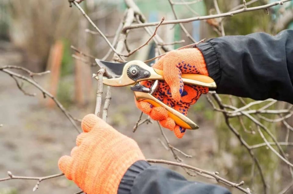 ������� ��������: ������� ������ ���������