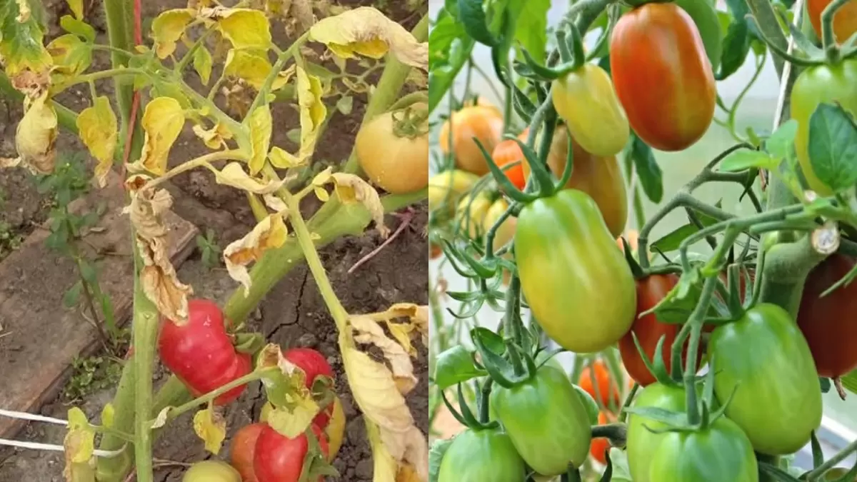 Устойчивый урожай: как укладка переросшей рассады томатов превращает проблему в успех