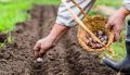 Как обеспечить успешный урожай чеснока: избегаем ошибок при посадке