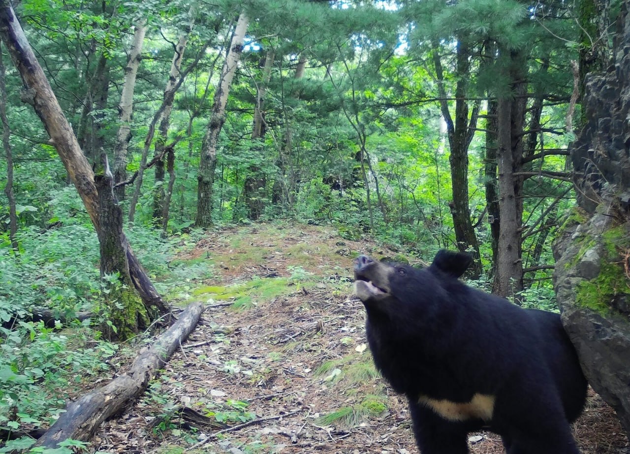 Гималайских медведей пересчитают по «галстукам»