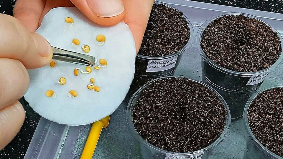 ������� ������� ������: ������ ����� ������� ��� �����