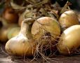 Как правильно хранить лук: секреты без загнивания и прорастания