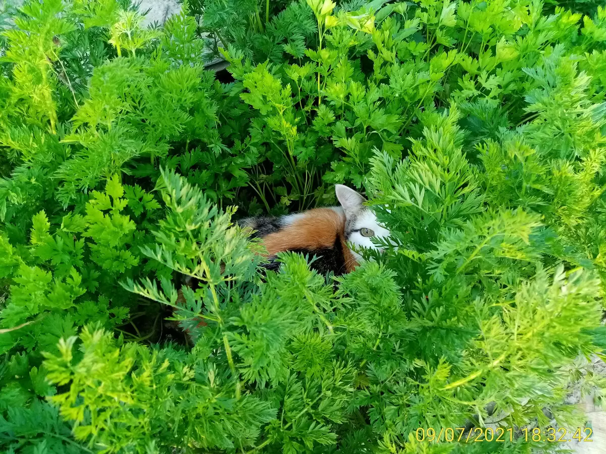 Выращивание ранней моркови: секреты успеха