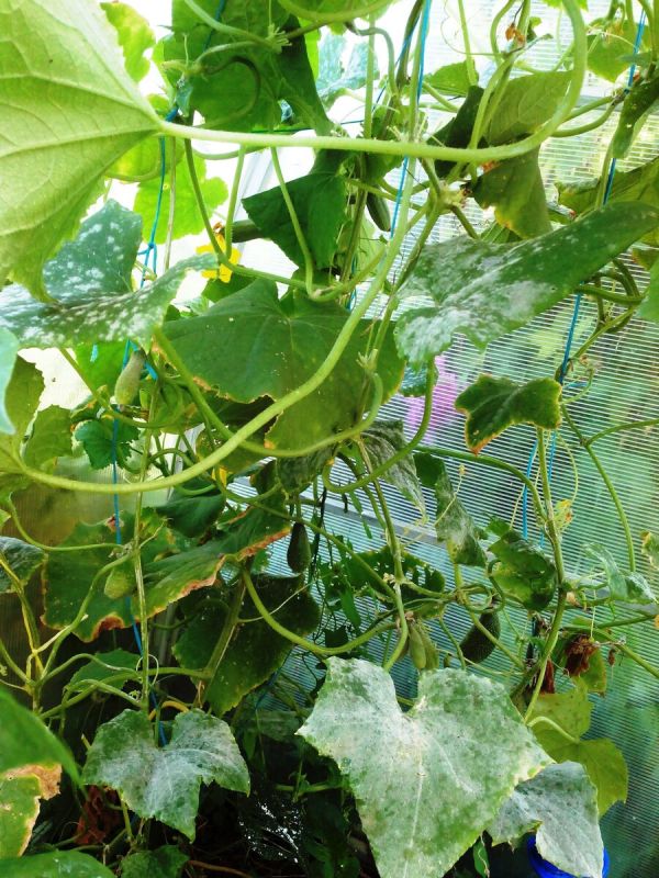 ������ �������� ������ � ��������� �����: ����������� �������� ��� �������!