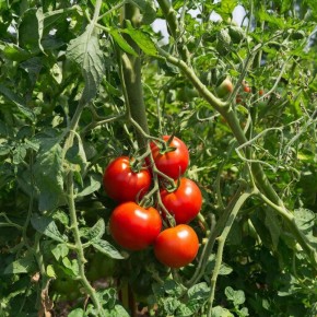 ��� ������� ���� ������ ��������: 7 �������� ���������