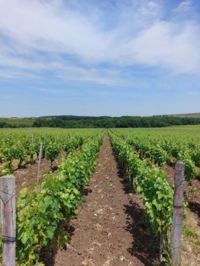 Подмосковье на винодельческой карте: новый официальный регион виноделия