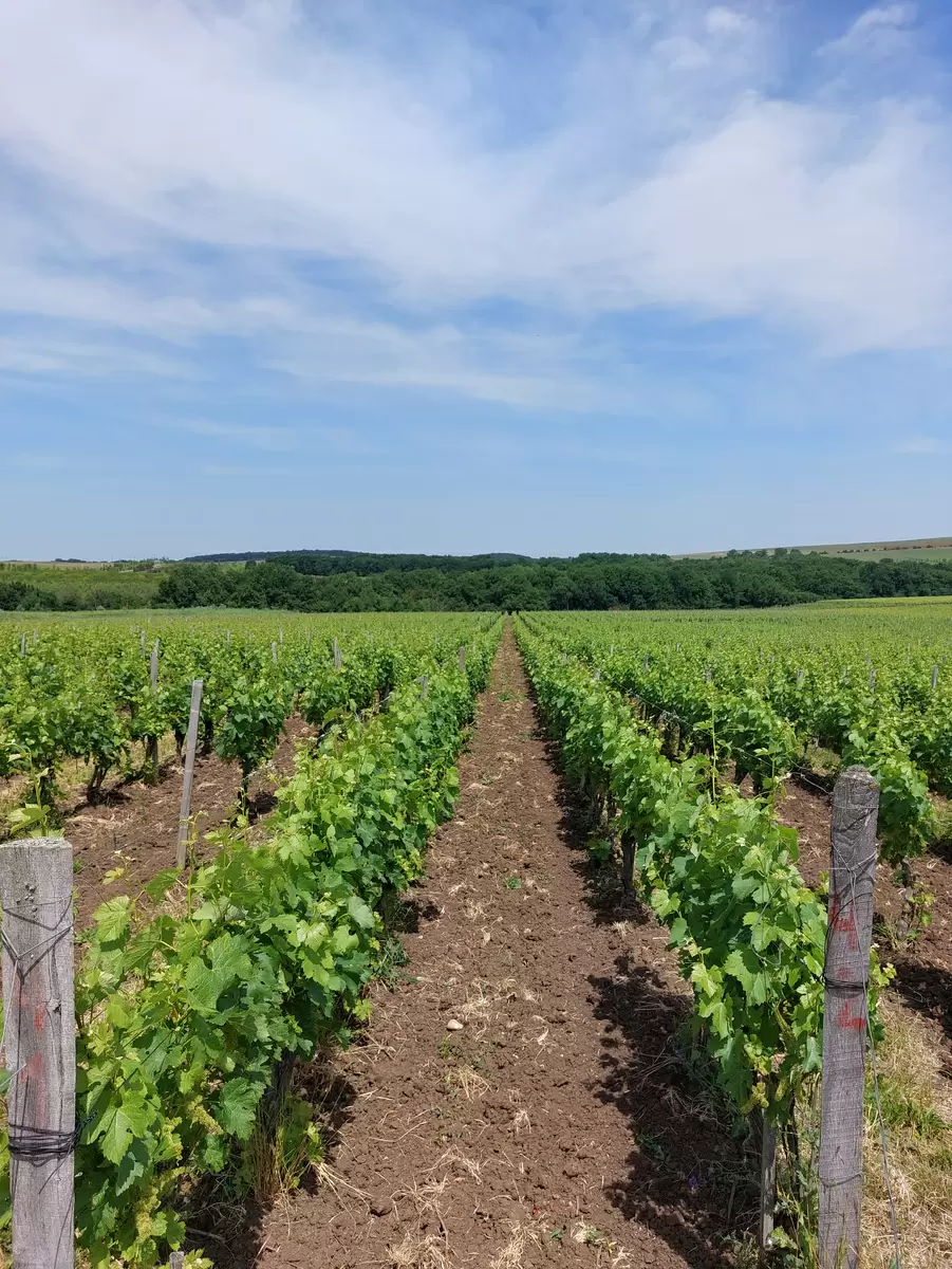 Подмосковье на винодельческой карте: новый официальный регион виноделия