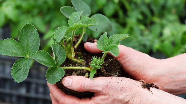 ���������� ������� ������ ��� ������� ������� ��������: ��� ������, � ���� ��������