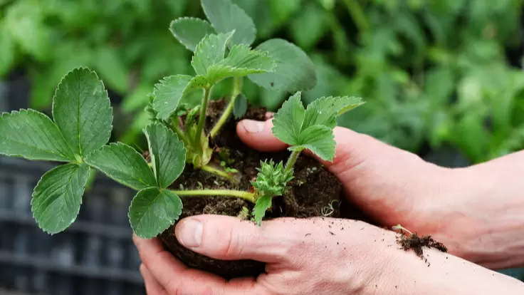 Обнаружены опасные ошибки при осенней посадке клубники: что делать, а чего избегать