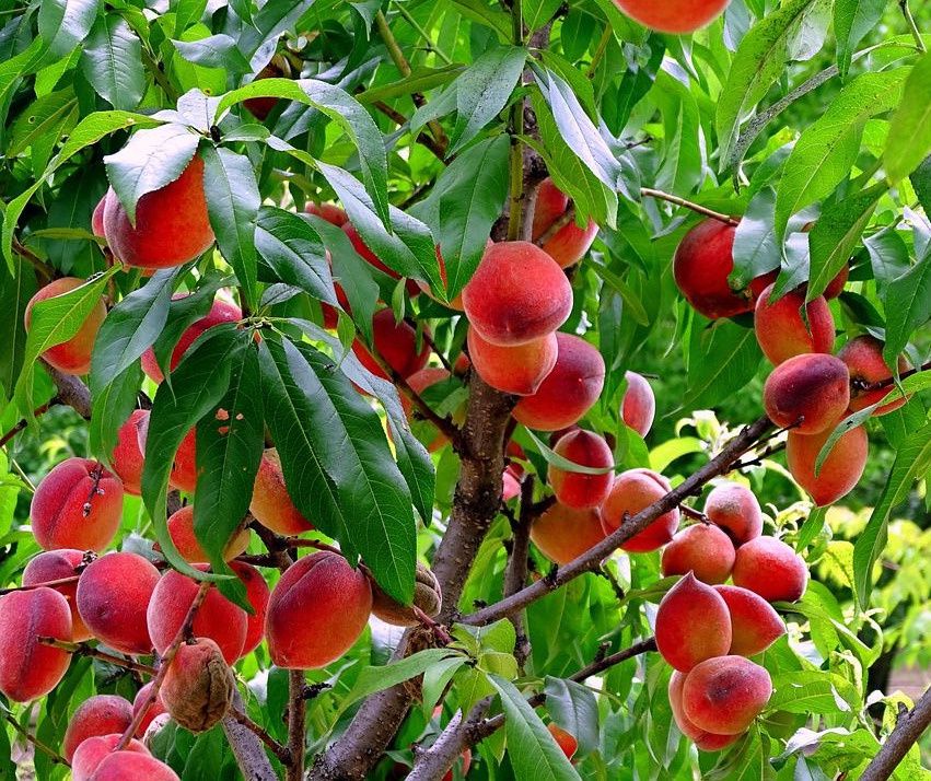 ��� ������� ��������� �������� �������� ��������� ������ ������