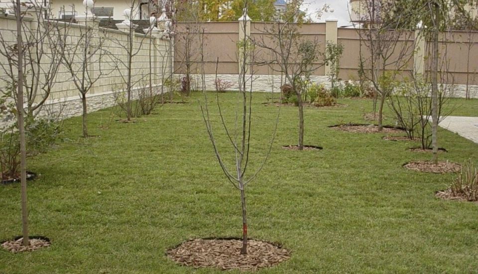 ��� ��������� �������� ������� � ������� ������: ������ ��� ��������� ������