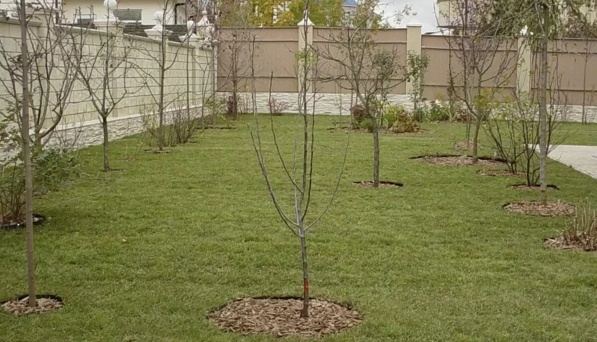 Как правильно посадить черешню в средней полосе: советы для успешного урожая