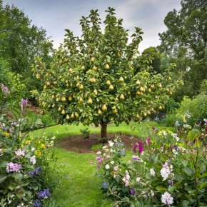 Непревзойденное искусство обрезки груши: секреты качественного урожая и здоровья дерева