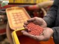 В крае стартовал новый региональный проект по господдержке селекции сельхозкультур