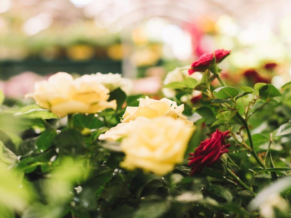 ��� ������� ��� ����� ������� �� � �����: ������� ����� �� ���������� ����