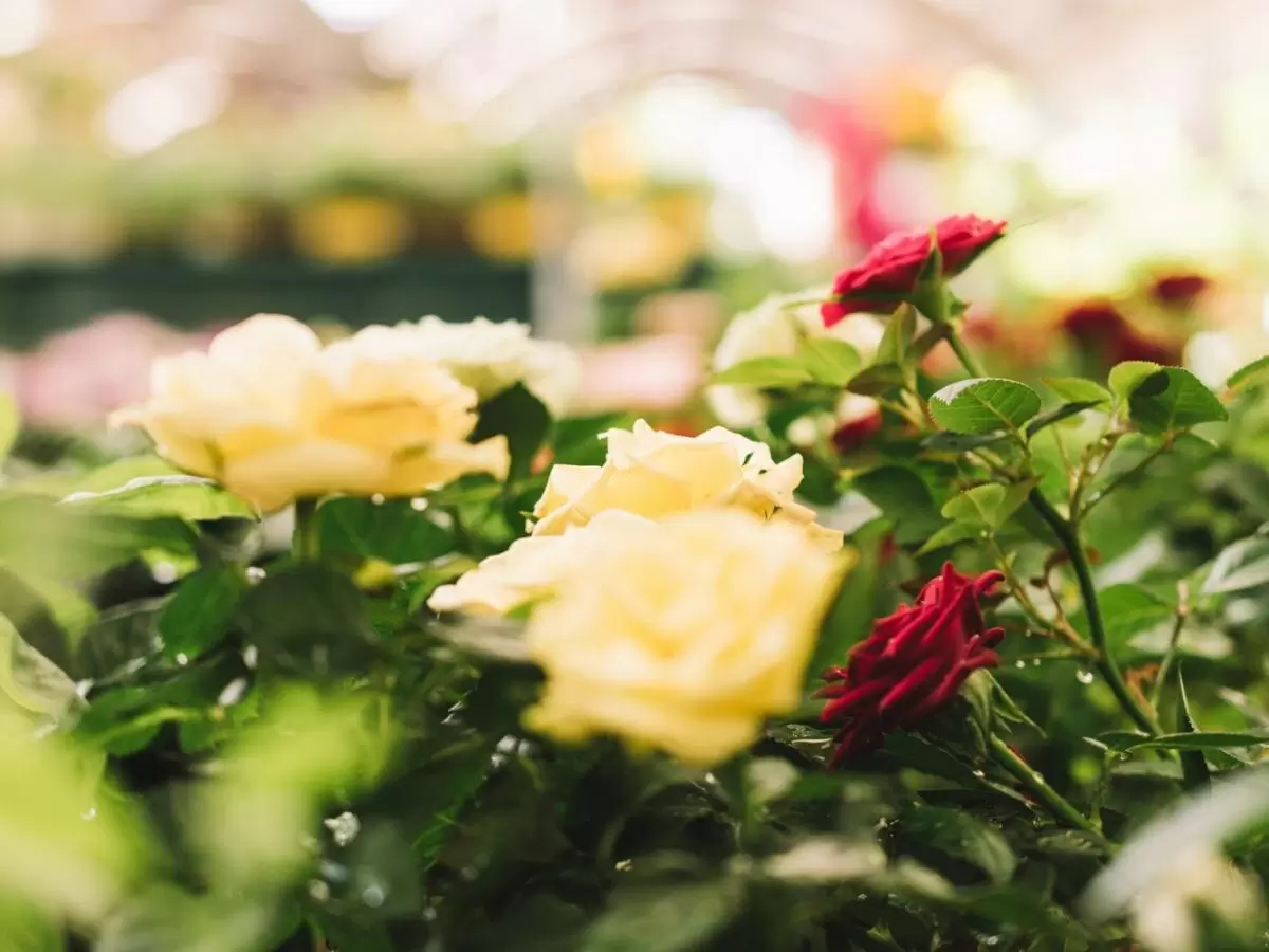 Как обрезка роз может вернуть их к жизни: секреты ухода за королевами сада