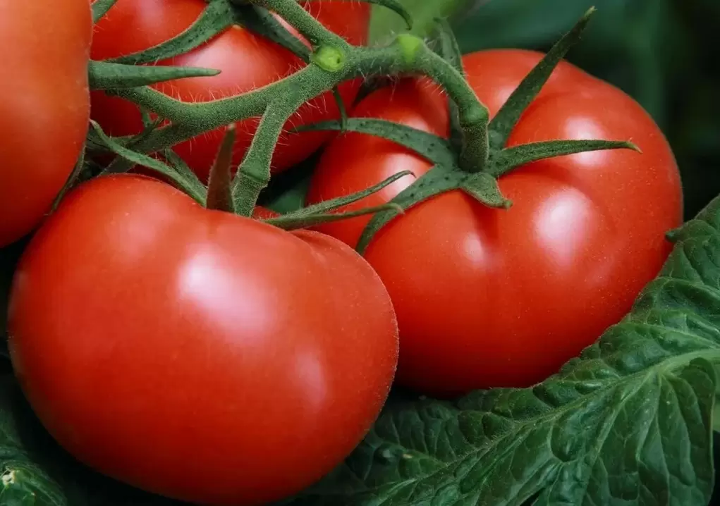 Забота о помидорах: секреты полива в жаркую погоду