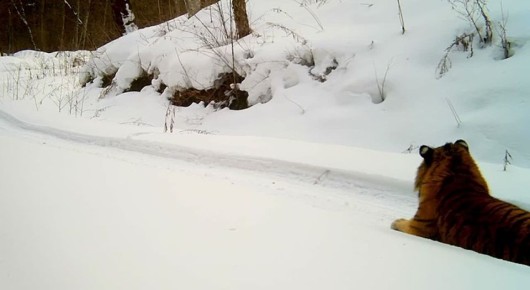 Тигрята Желтобокой вернулись за ней на Дурмин