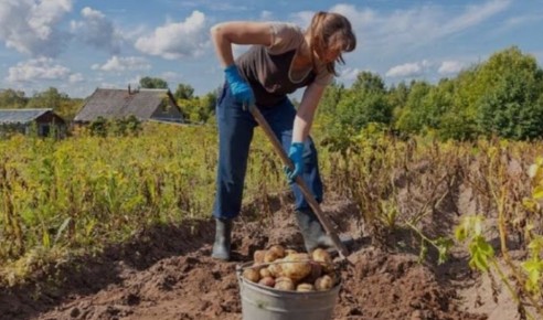 Когда картошка чувствует себя в зоне комфорта? Разбираемся в циклах роста