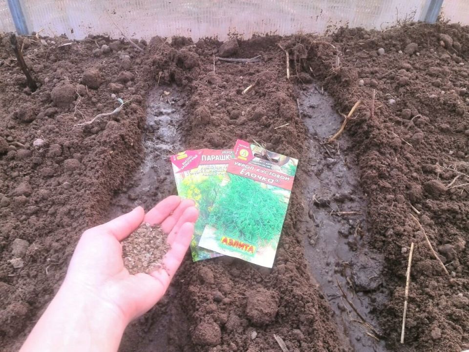 ��� ��������� ������ ����� � �������: ������ �� ��������� ����� � �����������