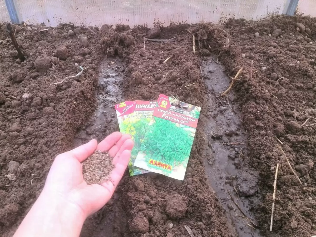 Как правильно сажать укроп в теплицу: советы по успешному уходу и выращиванию