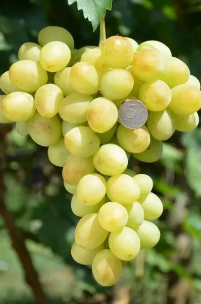 Виноград Лоно: как ранний сорт покоряет сердца виноградарей