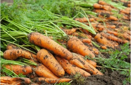 Секреты успешного выращивания моркови: как собрать богатый урожай и поделиться с друзьями